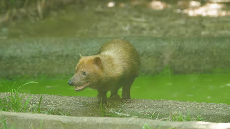 Perros-De-Monte-En-El-Zoológico-De-La-Guayana-Francesa.-Speothos-Venático